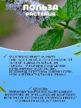 Мята перечная сушеная для чая, при заболеваниях верхних дыхательных путей, против тошноты и рвоты, успокаивающее головную боль натуральное средство, фиточай Травы Алтая — фото 4