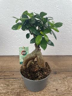 Фикус Микрокарпа Гинсенг (Fic Mi Ginseng) 25 см