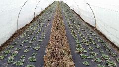 Укрывной материал Агротекс, для мульчирования, черный, 3,2x10м