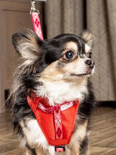 Шлейка с поводком для собак Japan Premium Pet для фиксации в автомобиле с защитной функцией перекручивания поводка, размер SS, маленький, средний, красный