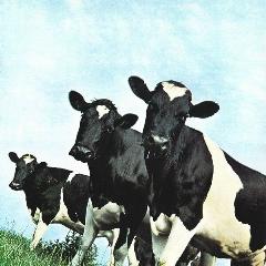 Pink Floyd - Atom Heart Mother (LP), 12"
