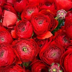 Луковицы цветов , Клумба , Луковицы Ранункулюс RED ( 10 шт ), красный