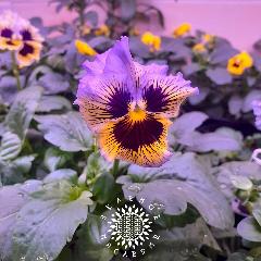 Семена Виола Виттрока - анютины глазки - микс пяти цветов (лат. Viola Wittrockiana) 30 шт, анютины глазки, виола